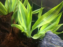 Need help Identifying new plants please - NEW MEMBER
