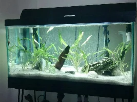 Hello Again. New Tank Setup