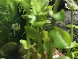 Can anyone share their experience with Pea Puffer?