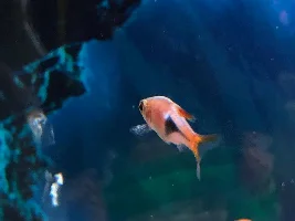 Problem with Harlequin???