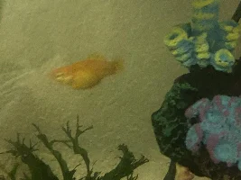 FAT MOLLY SHOWING SIGNS OF SEVERE AGGRESSION