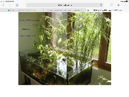 Here goes - Tank Two - Low Tech/Walstad style