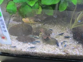 Cold water turned my shrimp blue