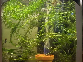 VOTE NOW: March 2025 Tank of the Month Contest (16 Gallons and smaller)