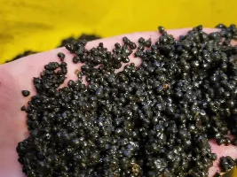 Help with substrate