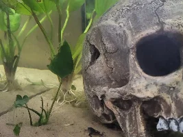 Upgrading to 112l