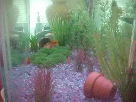 My Tank