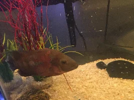 Fish Identification