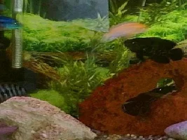fish for sale!!!