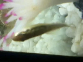 Tank Stocking
