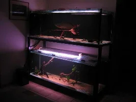 Leichardti, Cichla, Datnoid