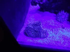 Dipping Into The Salty Side