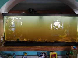 Low Tech Planted Tank
