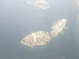 My New World Cichlid Adventure