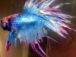 Dagnabbit! Still Having Breeding Probs With The Cts