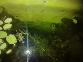Does anyone know the plant?