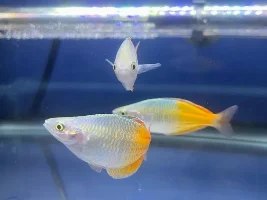 Ich and Raised Spots?