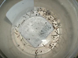 I tried live Mosquito larvae today.