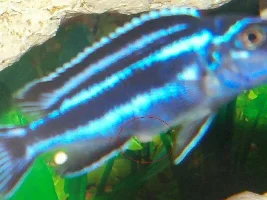 what's this on my african cichlid