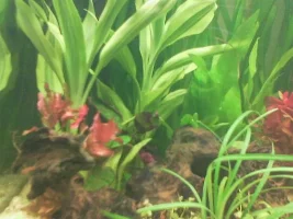 my new fully extremely planted tank (come on)