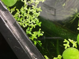 Various floaters
