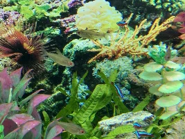 2 lemon tetras dead in 24hrs no obvious signs