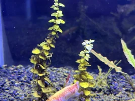 Need some help with small planted tank with a single Betta