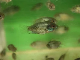 Blue acara fry