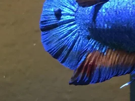 HELP! Strange growths on betta splenden
