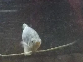 Worried About Gourami