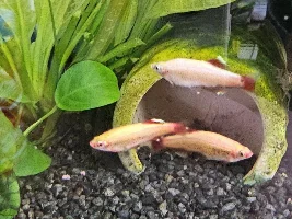 Golden white cloud mountain minnow, very pale?