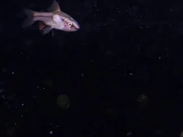 I purchased an injured Cherry Barb