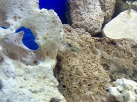 Shrimp Breeding