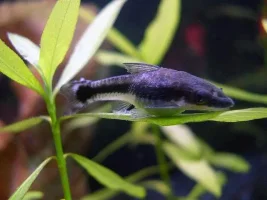 Otos!