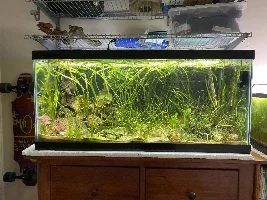 5 Planted Tanks