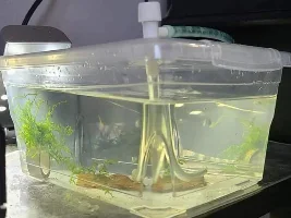 The Betta Myth #2