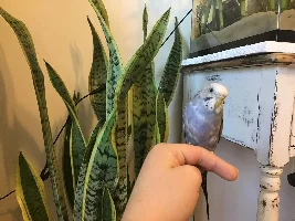 Introducing Wink’s new parakeet friend! Name suggestions?