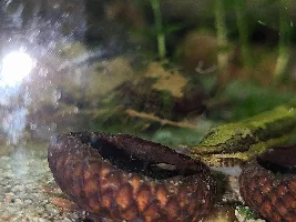 Noodles' Fish Photogaphy Tips