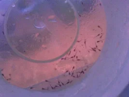 Update Of My Cory Eggs/fry!