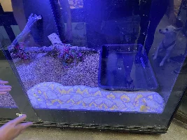 Some neat fish at my LFS