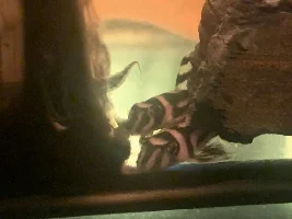 New tank