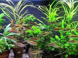 What to do when Fish dig-up New plants.