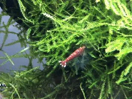 5 gallon Fluval Spec V