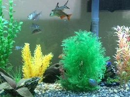 New used Tank need help