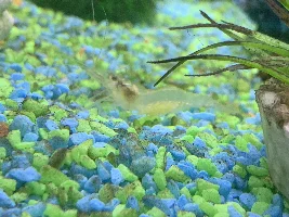 Pregnant ghost shrimp???