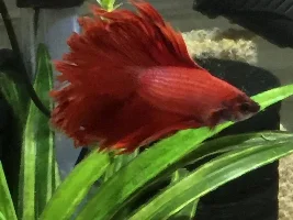 Post pictures of your bettas
