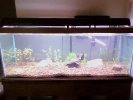 Crazybob's First Planted Tank