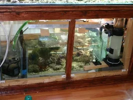 Some Pic Of My Reeftank 2