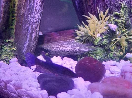 Fin Rot?