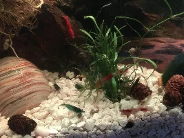 Shrimp dying 1 by 1